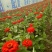 草花