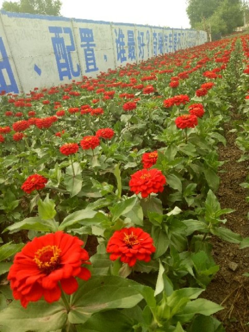 草花