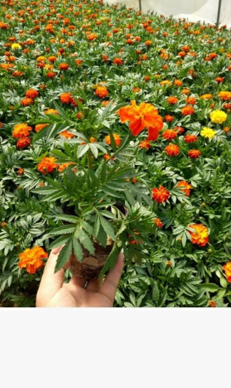 草花