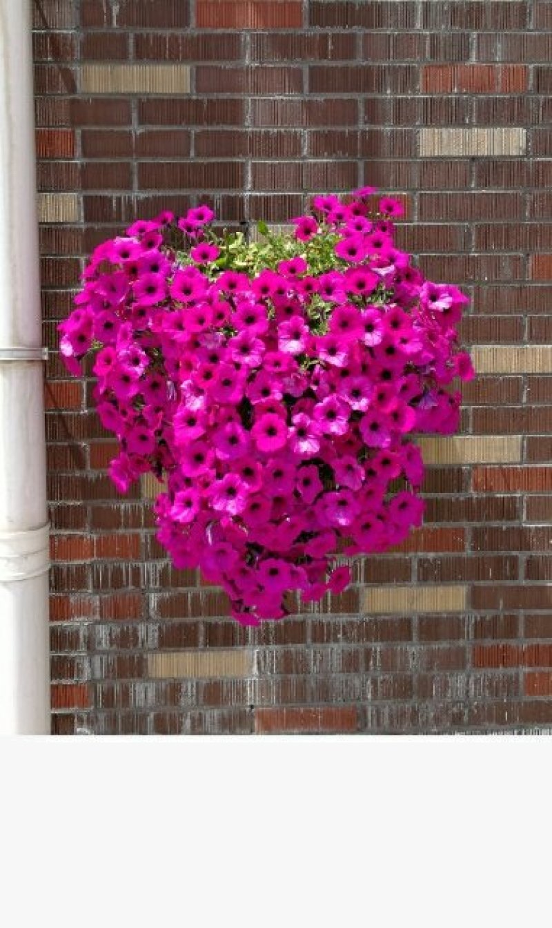 草花