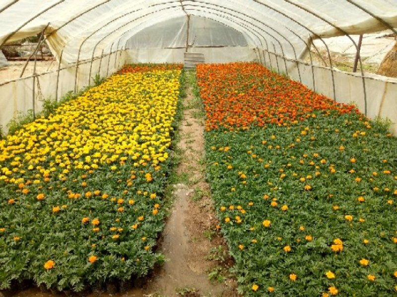 草花