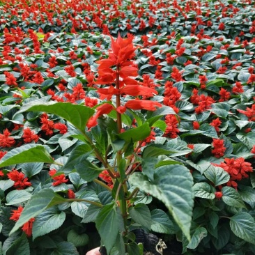草花