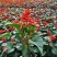 草花