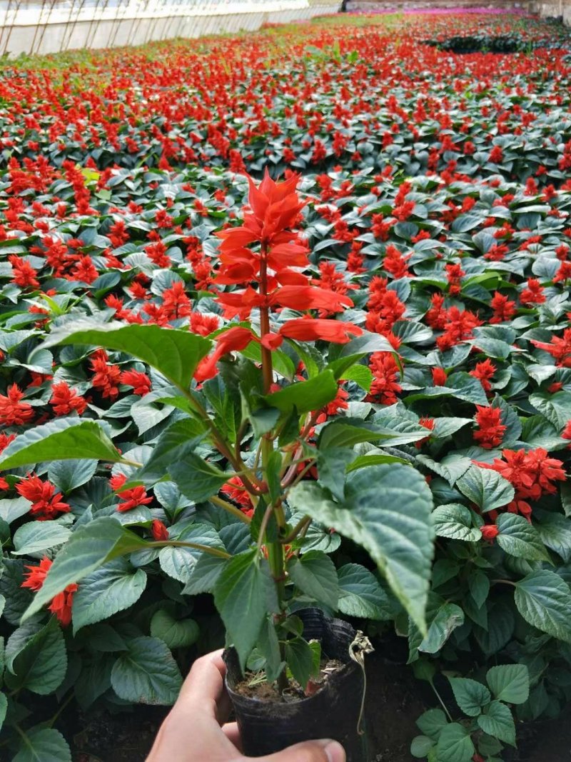 草花