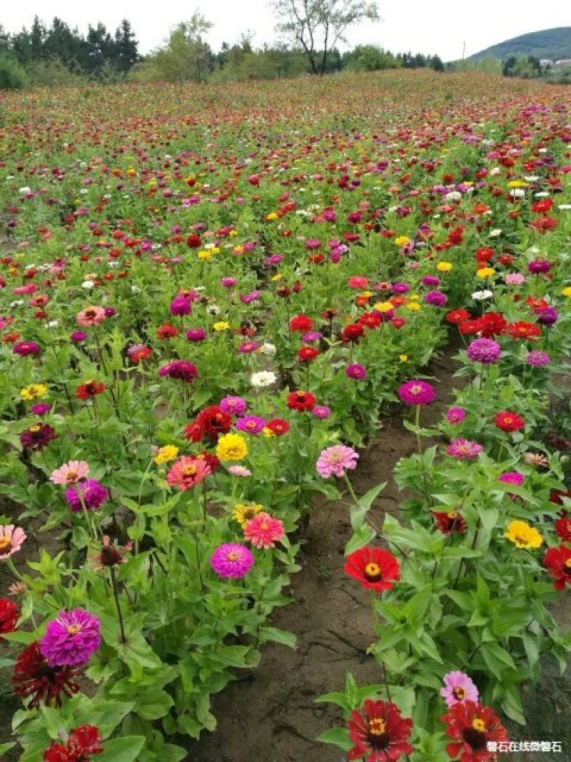 草花