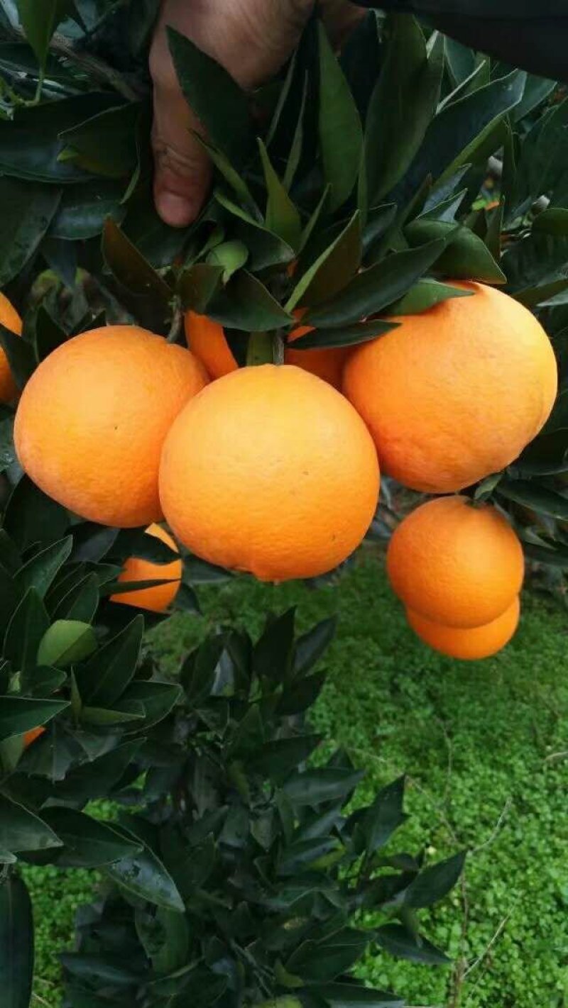 九月红脐橙，价钱美丽口感好皮薄汁多，大量供应！