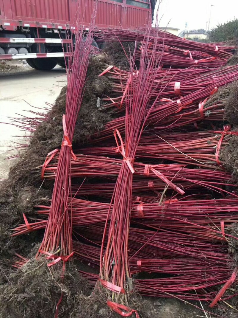 红瑞木，50一1.5米高，1一3分枝，大量供应
