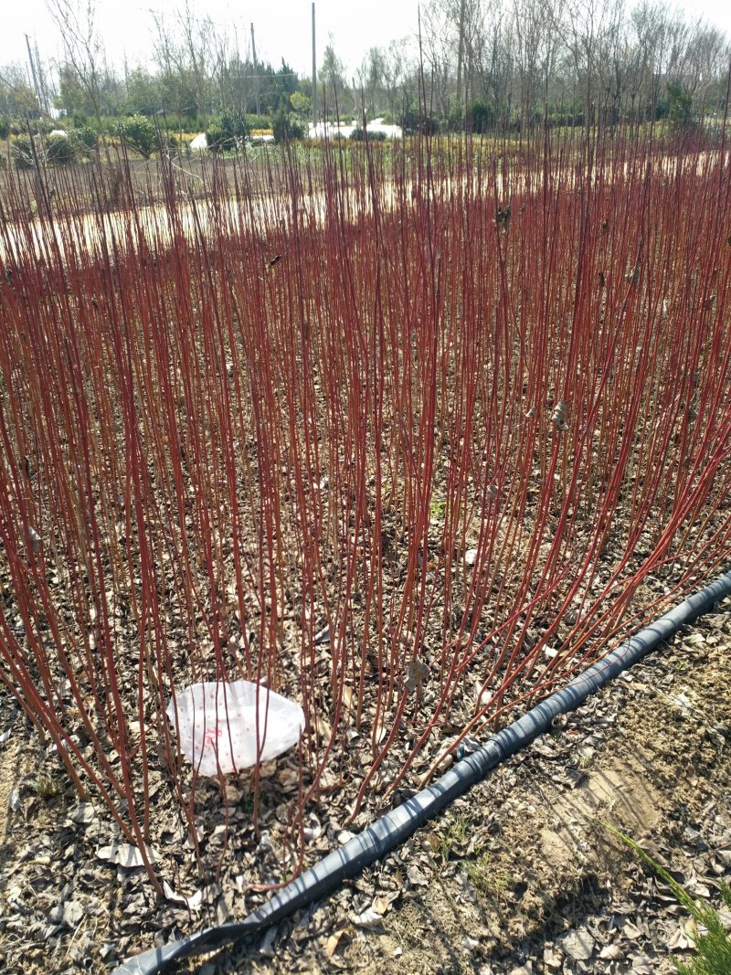 红瑞木，50一1.5米高，1一3分枝，大量供应