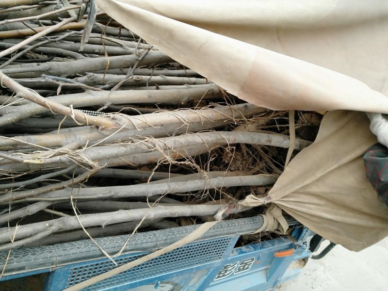 皇冠梨树