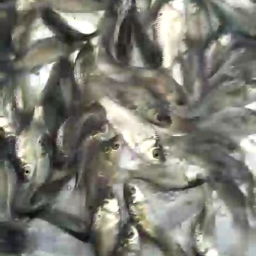 鲫鱼苗，银鲫鱼，中科三号鲫