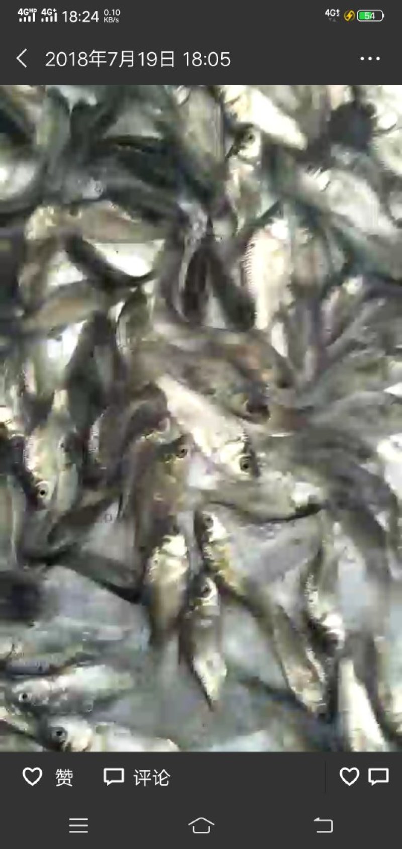 鲫鱼苗，银鲫鱼，中科三号鲫