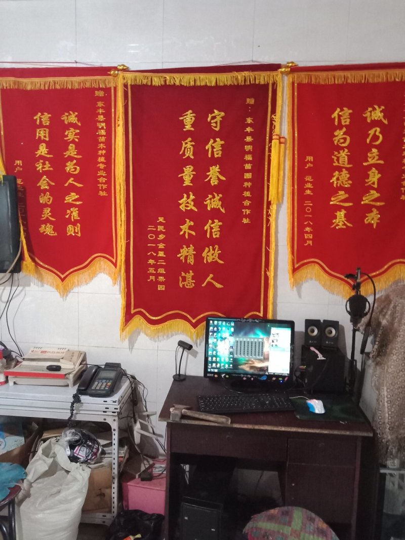 本合作社，出售，鸡心果苗，龙丰果苗123果苗，吉胜李子苗