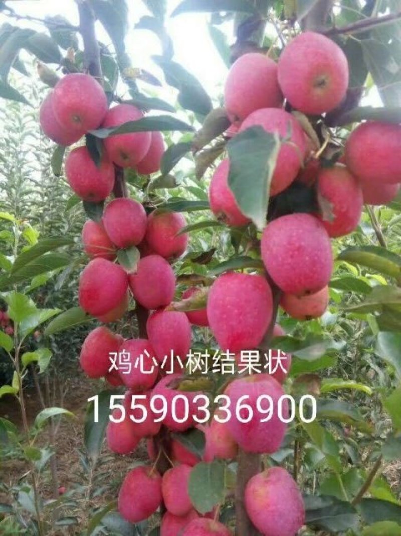 鸡心果龙丰牛奶果