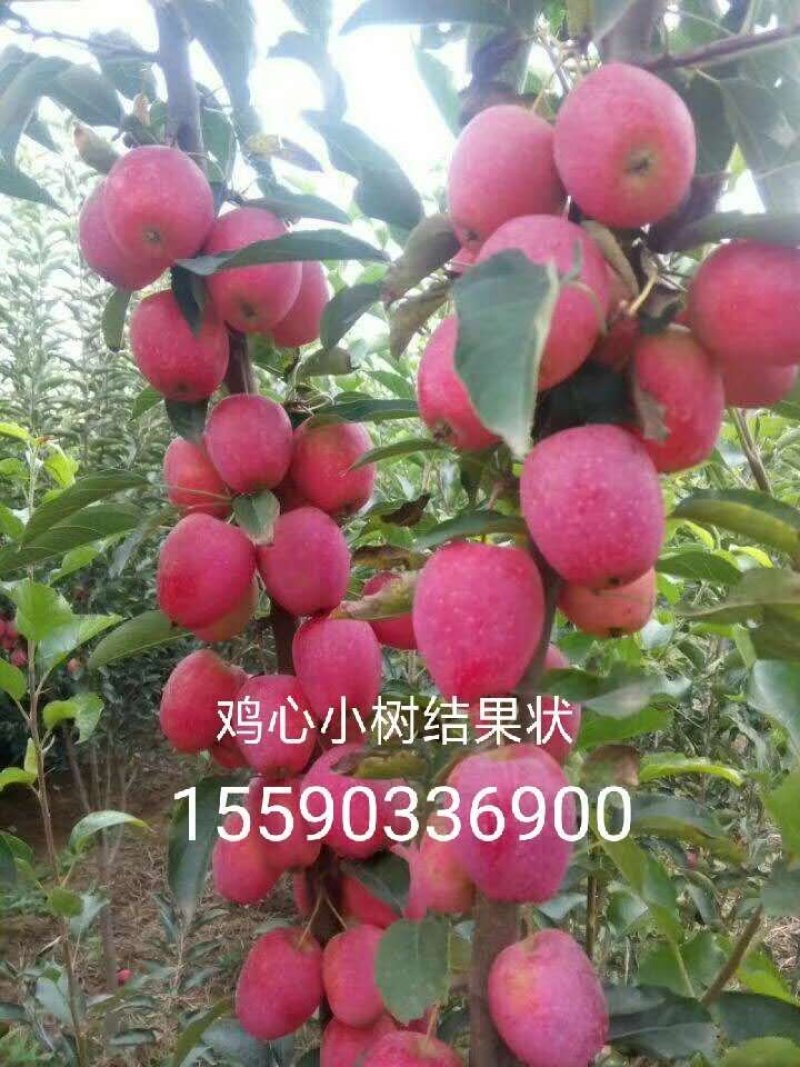 鸡心果龙丰牛奶果