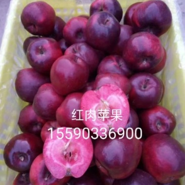 鸡心果龙丰牛奶果