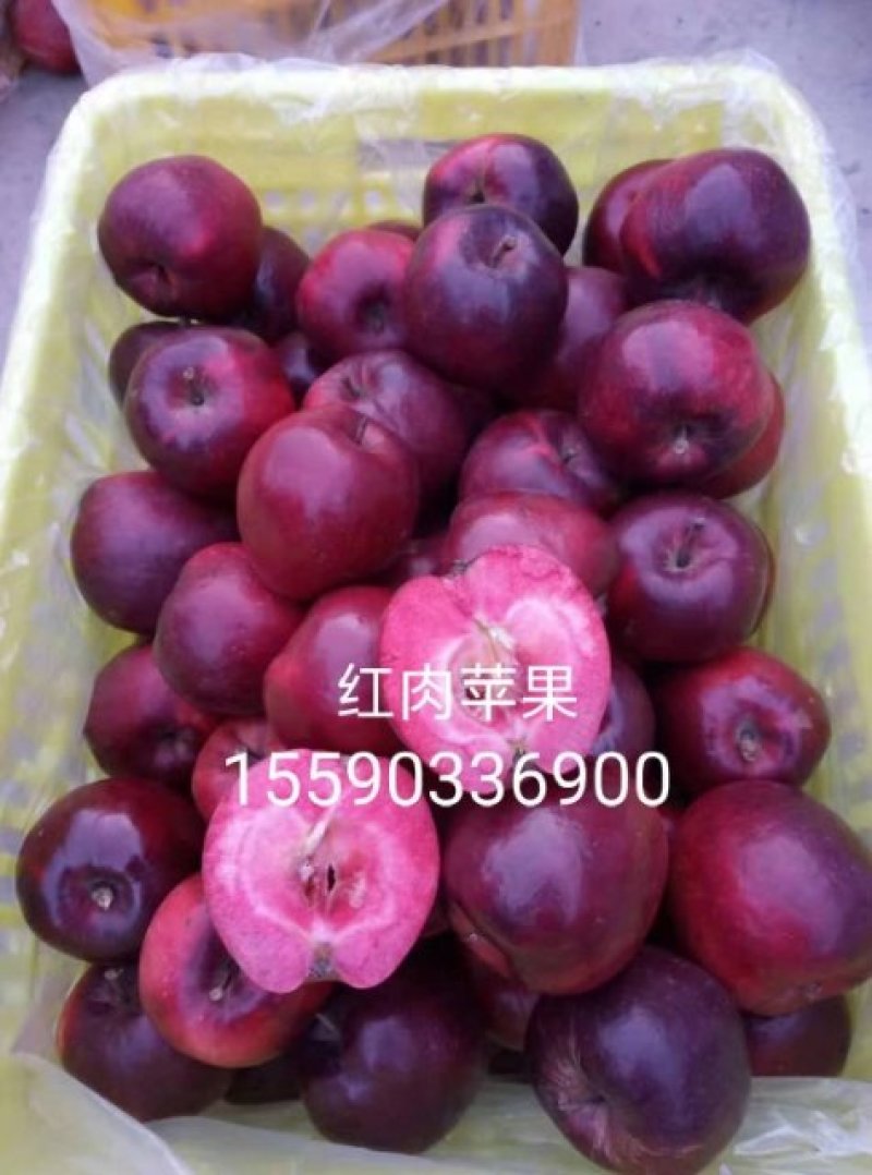 鸡心果龙丰牛奶果