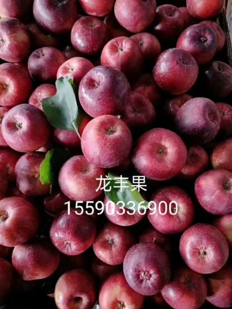 鸡心果龙丰牛奶果
