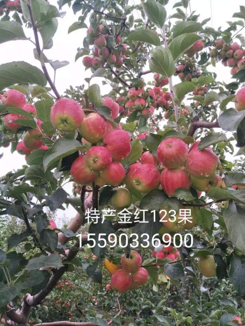 本合作社代收各种水果