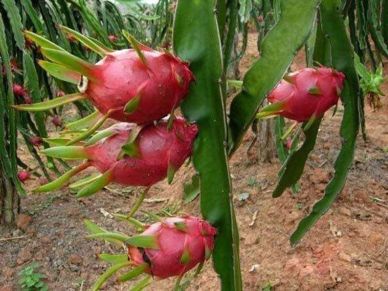 基地出售【火龙果苗】规格齐全，量大优惠，欢迎选购
