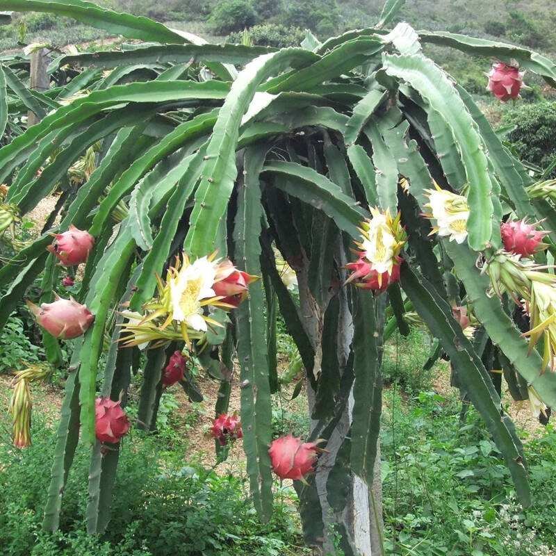 基地出售【火龙果苗】规格齐全，量大优惠，欢迎选购