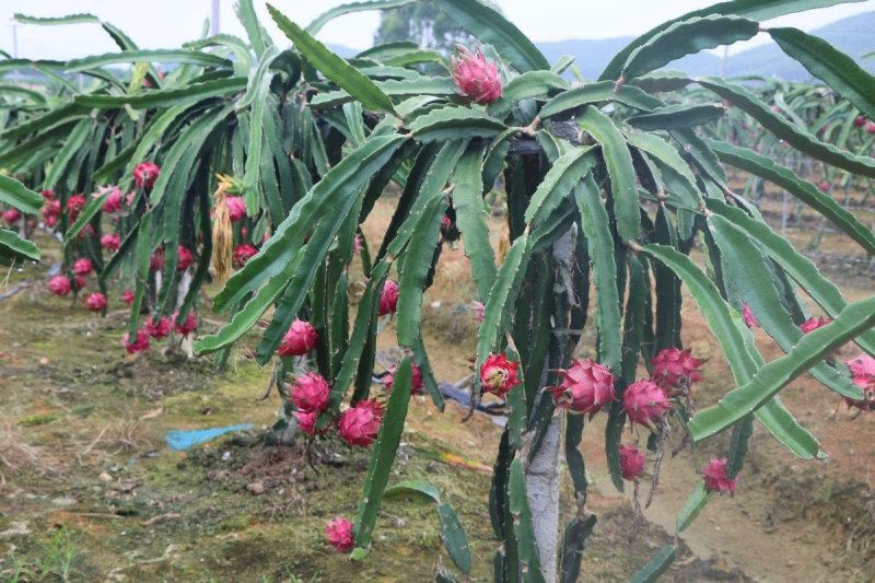 基地出售【火龙果苗】规格齐全，量大优惠，欢迎选购