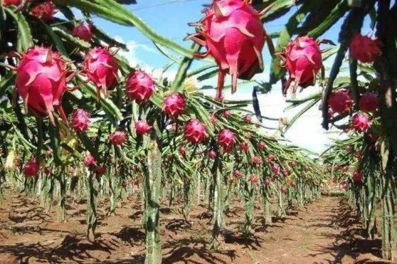基地出售【火龙果苗】规格齐全，量大优惠，欢迎选购