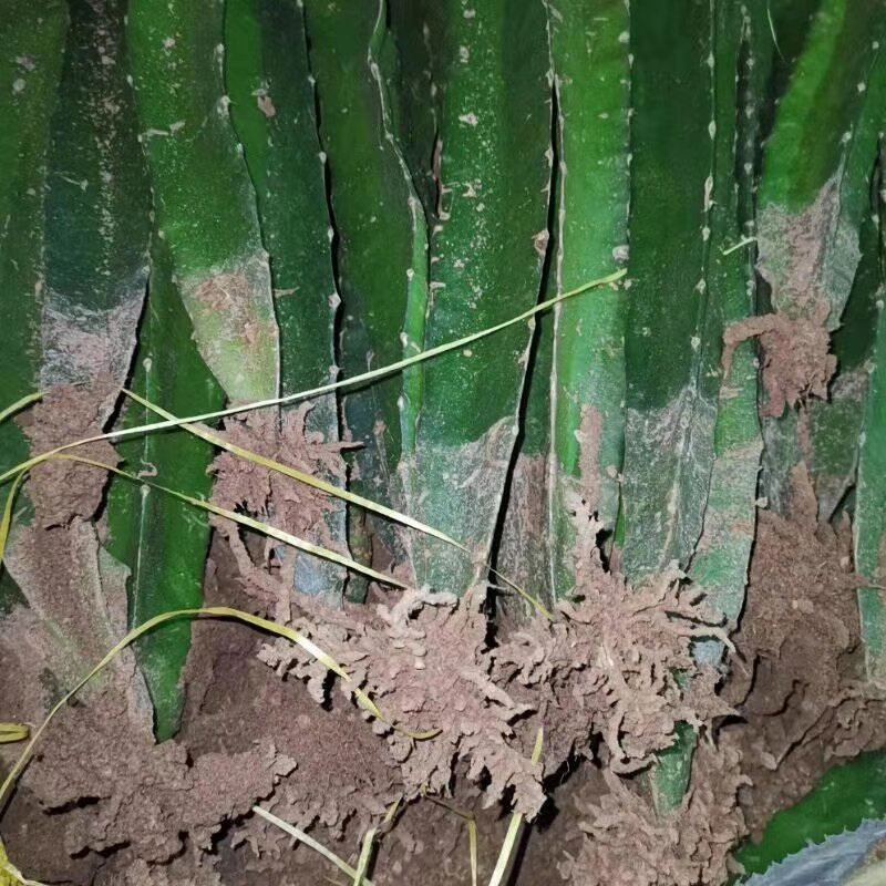 基地出售【火龙果苗】规格齐全，量大优惠，欢迎选购