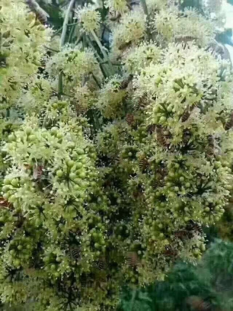 土蜜冬蜜