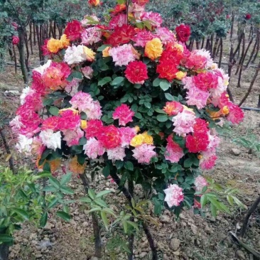 嫁接树状月季3-7公分多年生老桩花朵繁盛绿植花卉盆栽容易