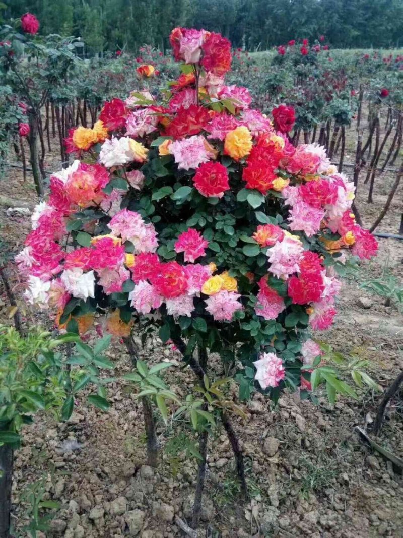 嫁接树状月季3-7公分多年生老桩花朵繁盛绿植花卉盆栽容易