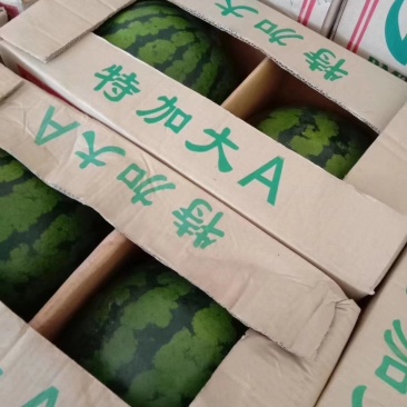 甜王西瓜