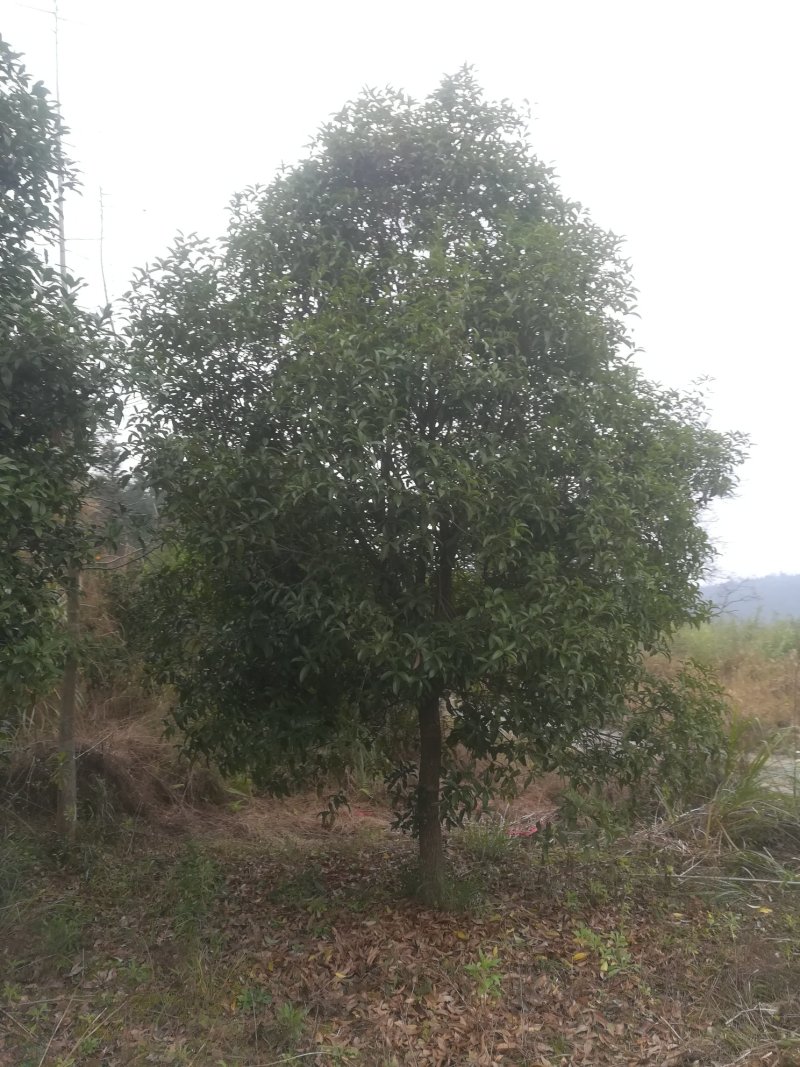 10公桂花