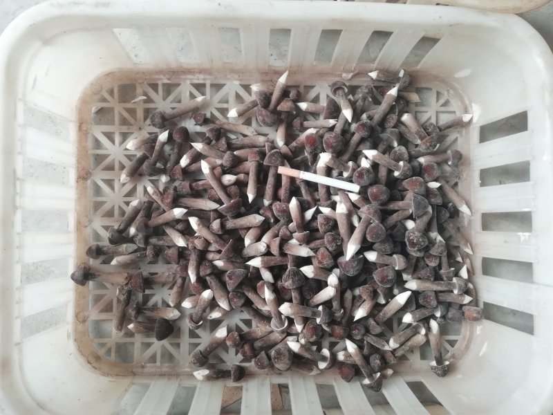 黑皮鸡枞基地一二三四产销