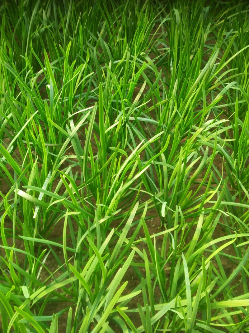 韭菜绿箭F1头刀根粗叶宽色绿