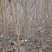 毛桃苗0.8以上现起现发基地直销