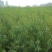 毛桃苗0.8以上现起现发基地直销