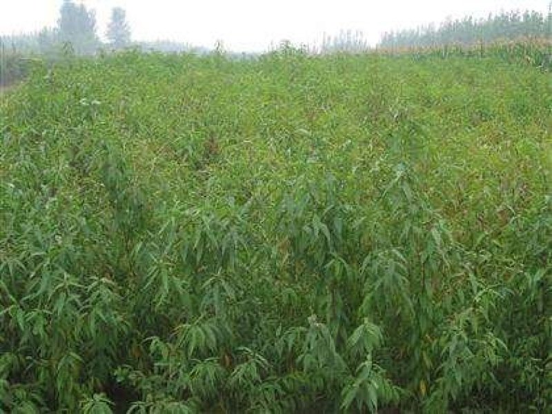毛桃苗0.8以上现起现发基地直销