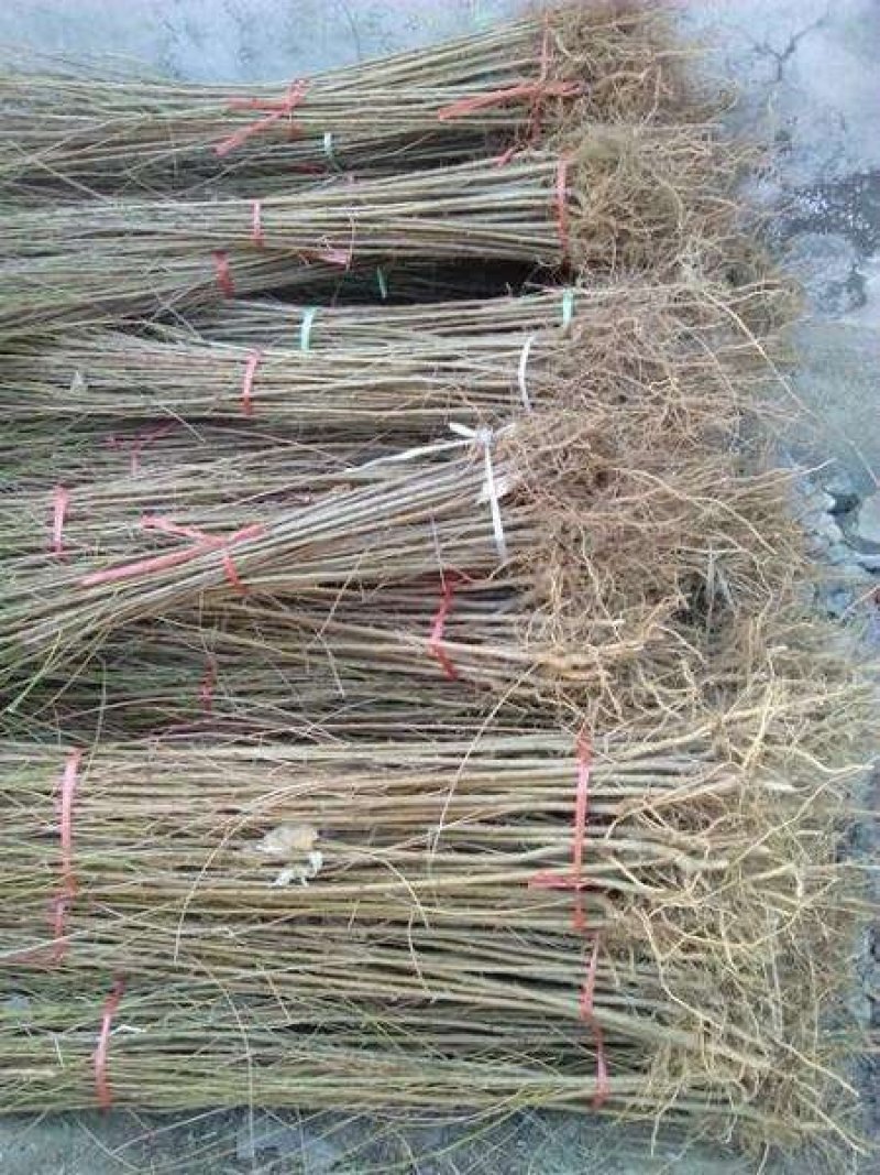 毛桃苗0.8以上现起现发基地直销