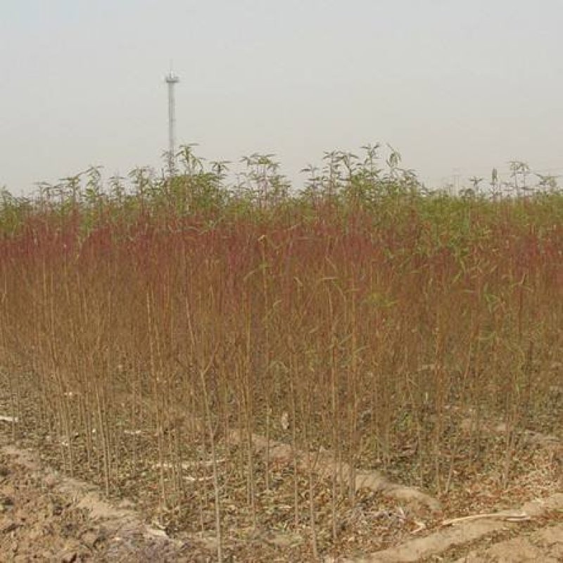 毛桃苗0.8以上现起现发基地直销
