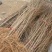 毛桃苗0.8以上现起现发基地直销