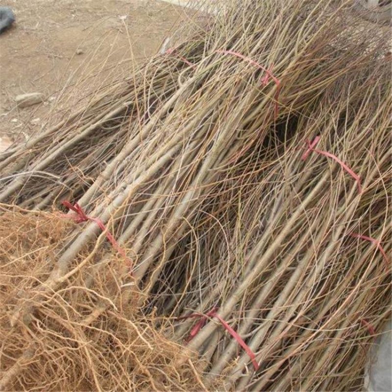 毛桃苗0.8以上现起现发基地直销