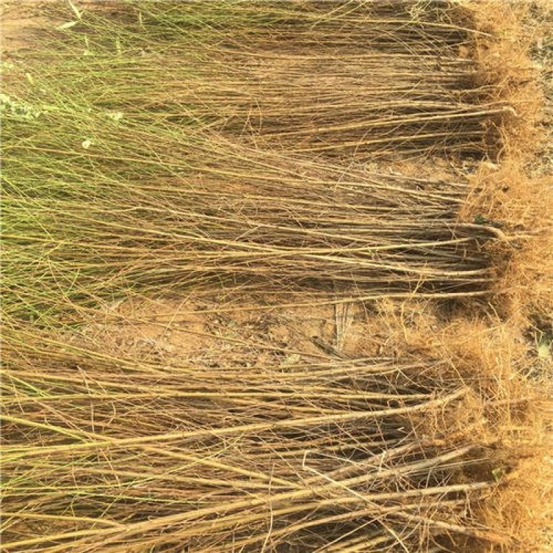 毛桃苗0.8以上现起现发基地直销