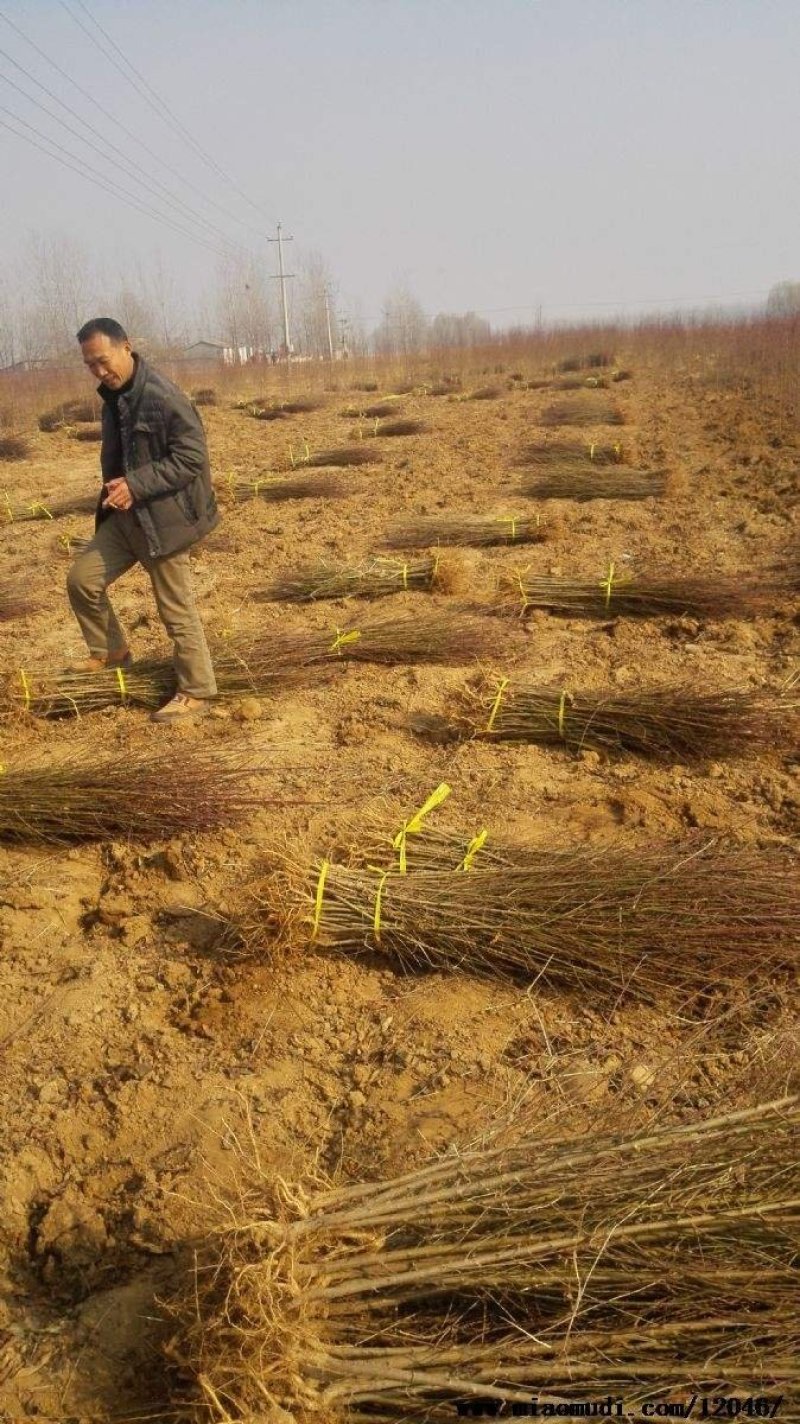 毛桃苗0.8以上现起现发基地直销