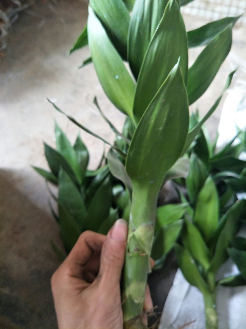 观音竹苗30~40cm