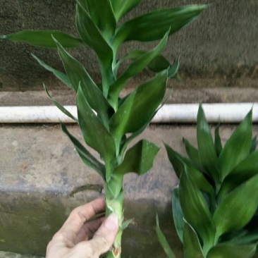 观音竹苗30~40cm