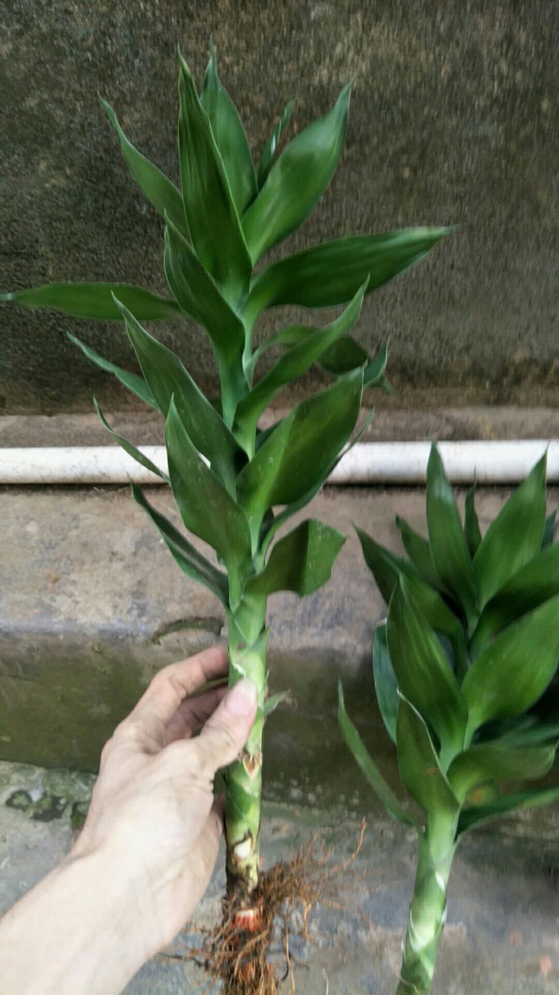 观音竹苗30~40cm