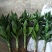 观音竹苗30~40cm