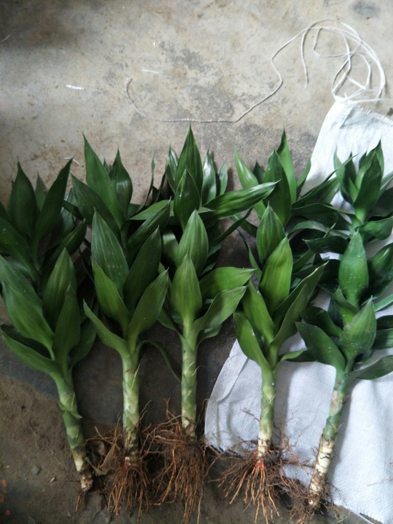 观音竹苗30~40cm