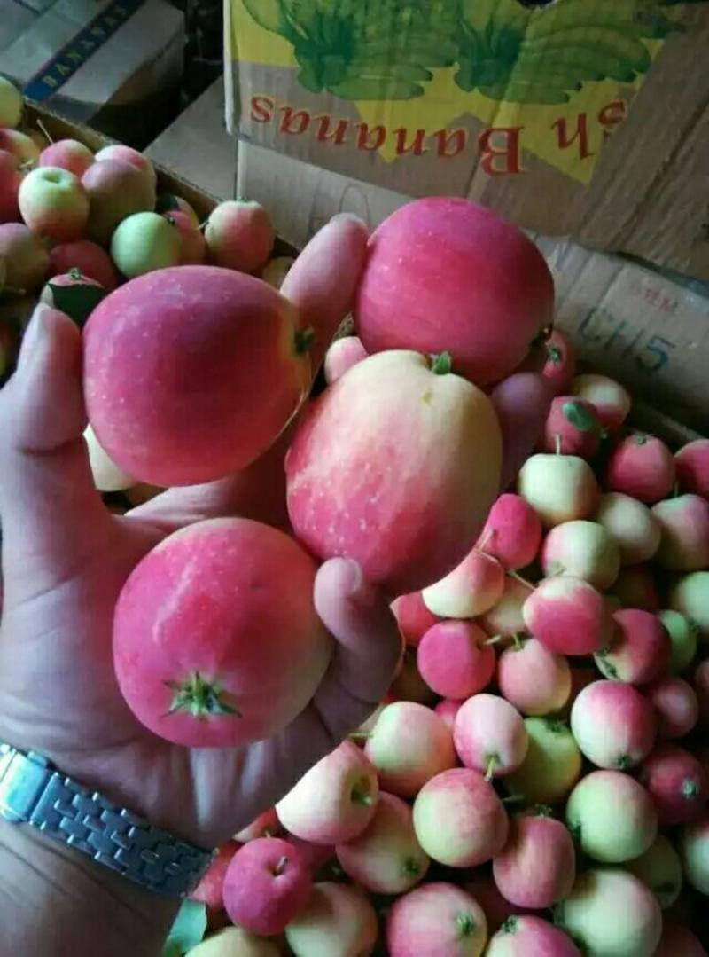 K9小苹果主产来自辽宁产量大果品好欢迎大家来彩够