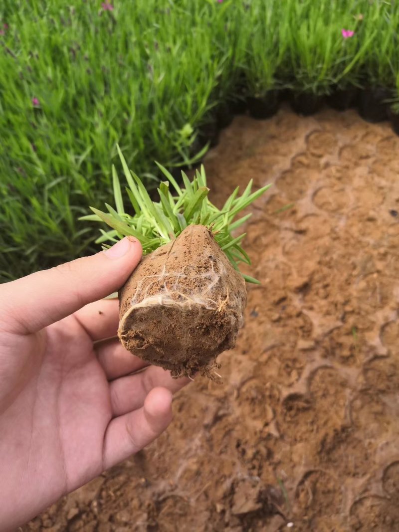 精品欧石竹基地大量现货供应